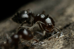 Crematogaster laeviceps