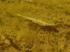 Phoxinus septimaniae