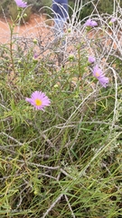 Brachyscome iberidifolia