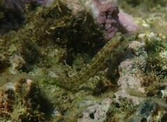 Salarias alboguttatus