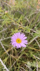 Brachyscome iberidifolia