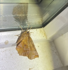 Selenia alciphearia
