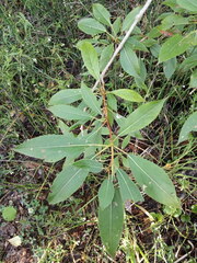 Populus longifolia