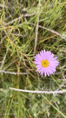 Brachyscome iberidifolia