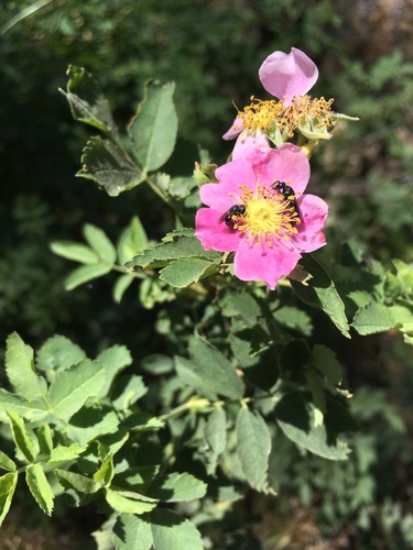 iNaturalist observation photo of Masked Bees
