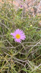 Brachyscome iberidifolia