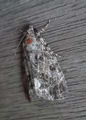Lepidoptera