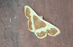 Plutodes transmutata