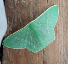 Lepidoptera
