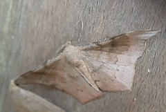 Lepidoptera