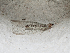 Pseudomallada venosus