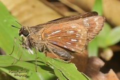 Pithauria marsena
