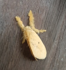 Lepidoptera