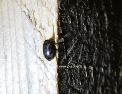 Hygrotus parallellogrammus