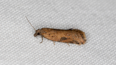 Constrictana constrictana