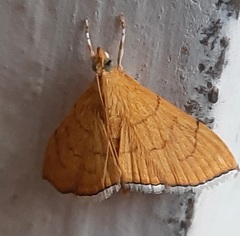 Lepidoptera