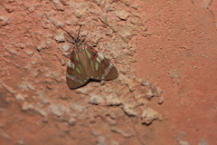 Phaloe cruenta