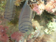 Rhopalaea circula