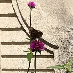 Lasiommata maera