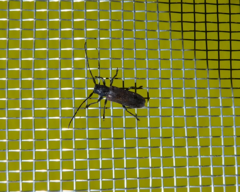 Anaesthetis testacea