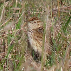 Cisticola textrix