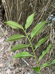 Ilex pedunculosa