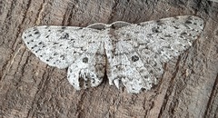 Lepidoptera