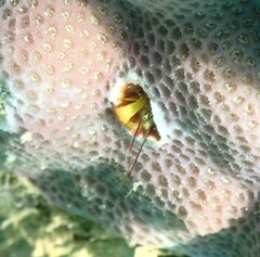 Paguritta corallicola
