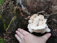 Hericium cirrhatum