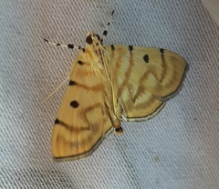 Notarcha tigrina