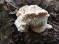 Hericium cirrhatum