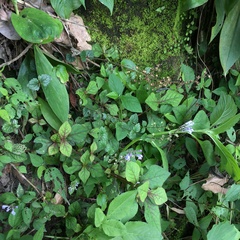 Scutellaria playfairii