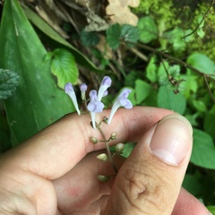 Scutellaria playfairii