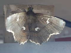 Egnasia ephyrodalis