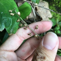 Scutellaria playfairii