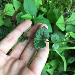 Scutellaria playfairii