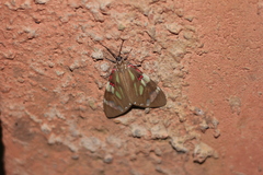 Phaloe cruenta