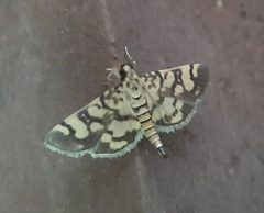 Lygropia distorta