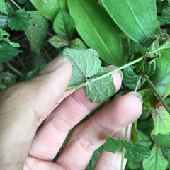 Scutellaria playfairii