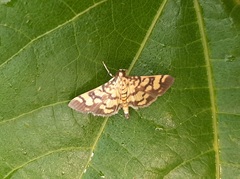 Lygropia distorta
