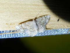 Stegania dilectaria