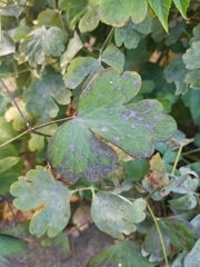 Erysiphe aquilegiae