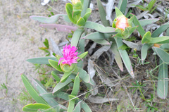 Carpobrotus quadrifidus
