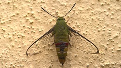 Cephonodes hylas hylas