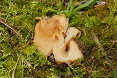 Hydnoplicata convoluta