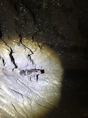 Hydrophylax bahuvistara