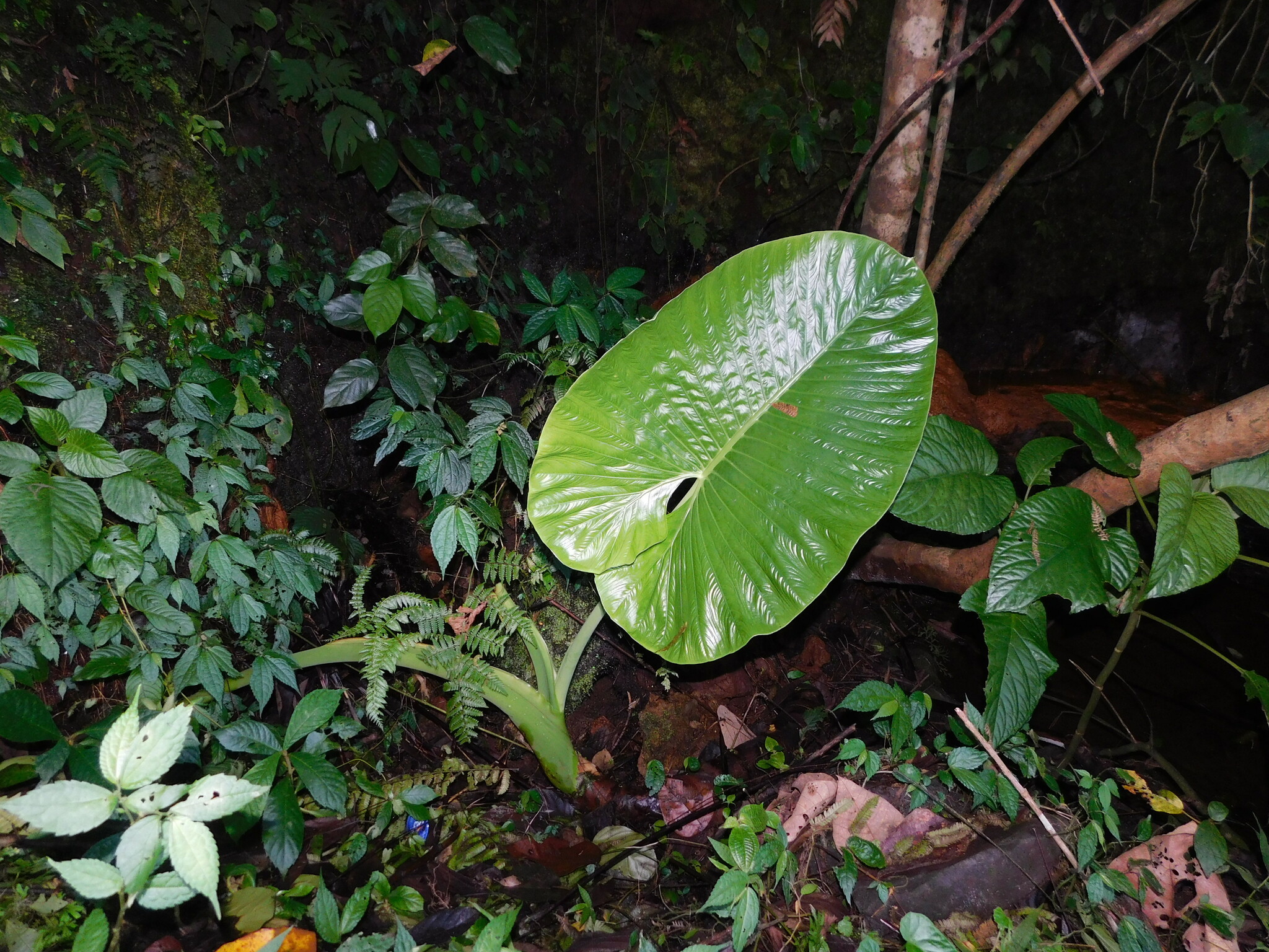 Alocasia alba Schott 2