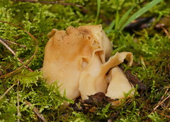 Hydnoplicata convoluta