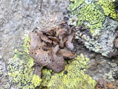 Umbilicaria crustulosa