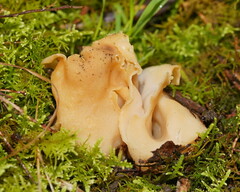 Hydnoplicata convoluta